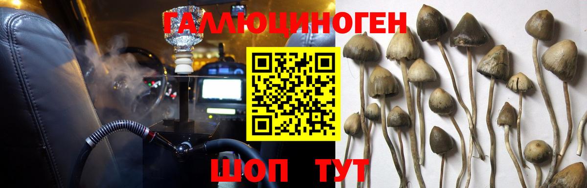 Псилоцибиновые грибы Psilocybe Нижневартовск